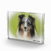Shetland Sheepdog. Fotoblokken (Rechts)