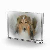 Shetland Sheepdog Fotoblokken (Rechts)
