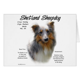 Shetland Sheepdog Geschiedenis Ontwerp
