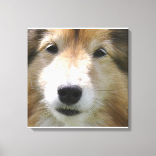 Shetland Sheepdog Gezicht Canvas Afdruk