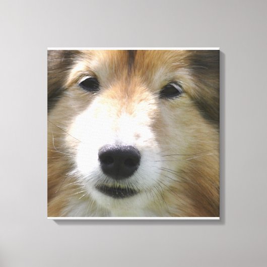 Shetland Sheepdog Gezicht Canvas Afdruk (Voorkant)