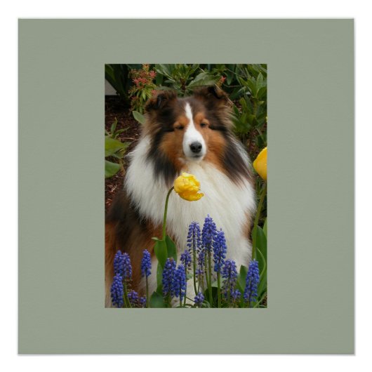 shetland sheepdog in bloemen poster (Voorkant)