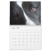 Shetland Sheepdog Kalender (Mar 2027)