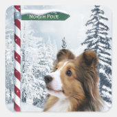 Shetland Sheepdog Kerstmis Vierkante Sticker (Voorkant)