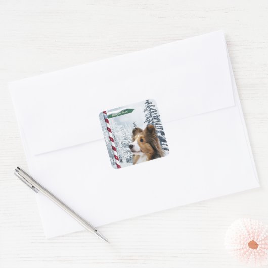 Shetland Sheepdog Kerstmis Vierkante Sticker (Envelop)