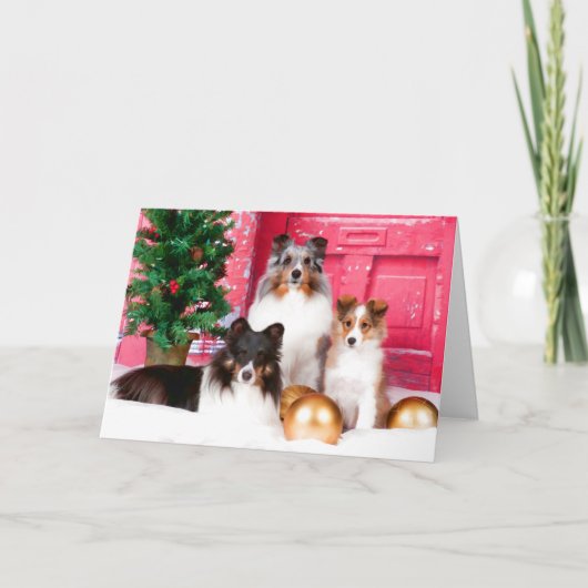 Shetland Sheepdog kerstWenskaart Feestdagen Kaart (Voorkant)