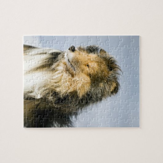 Shetland Sheepdog Legpuzzel (Horizontaal)