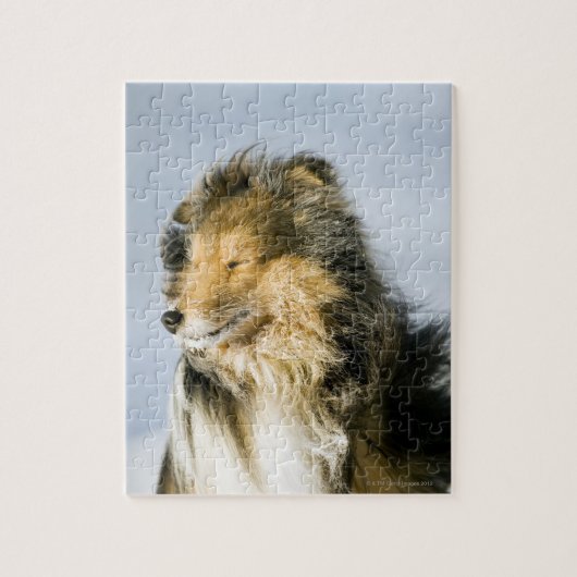 Shetland Sheepdog Legpuzzel (Verticaal)