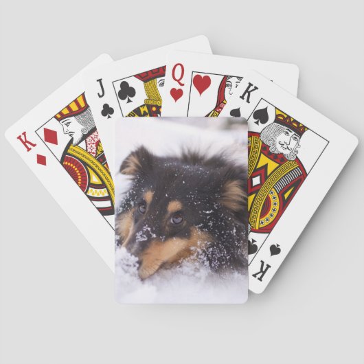 Shetland Sheepdog Liggend In Sneeuw Pokerkaarten (Achterkant)