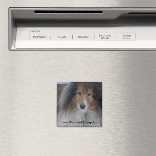Shetland Sheepdog Magnet (Insitu (Vaatwasser))