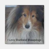 Shetland Sheepdog Magnet (Voorkant)