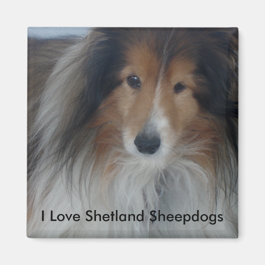 Shetland Sheepdog Magnet (Voorkant)