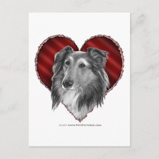 Shetland Sheepdog met hart Briefkaart (Voorkant)