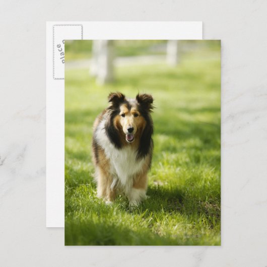 Shetland Sheepdog op het gras Briefkaart (Voorkant / Achterkant)