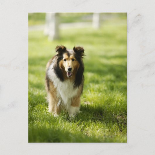 Shetland Sheepdog op het gras Briefkaart (Voorkant)