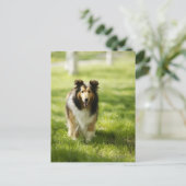 Shetland Sheepdog op het gras Briefkaart (Staand voorkant)