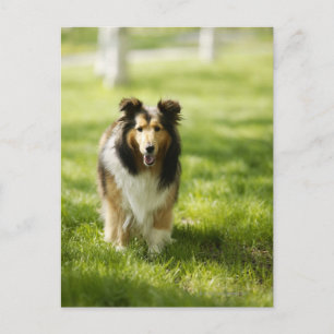 Shetland Sheepdog op het gras Briefkaart