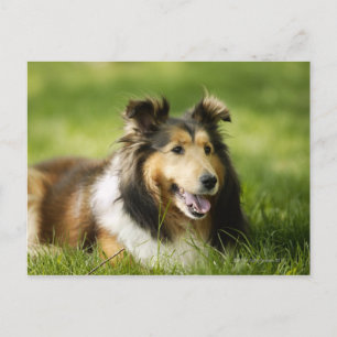 Shetland Sheepdog op het gras Briefkaart