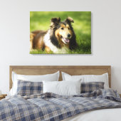 Shetland Sheepdog op het gras Canvas Afdruk (Insitu (Slaapkamer))