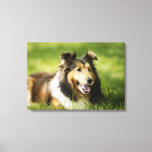 Shetland Sheepdog op het gras Canvas Afdruk (Voorkant)