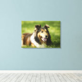 Shetland Sheepdog op het gras Canvas Afdruk (Insitu (Houten vloer))