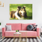 Shetland Sheepdog op het gras Canvas Afdruk (Insitu (Woonkamer))