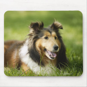 Shetland Sheepdog op het gras Muismat