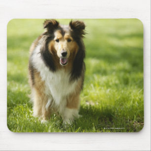 Shetland Sheepdog op het gras Muismat