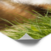 Shetland Sheepdog op het gras Poster (Hoek)
