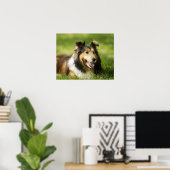 Shetland Sheepdog op het gras Poster (Thuiskantoor)