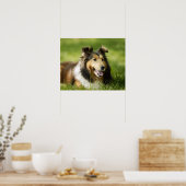 Shetland Sheepdog op het gras Poster (Keuken)