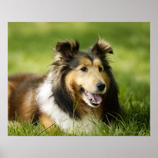 Shetland Sheepdog op het gras Poster (Voorkant)