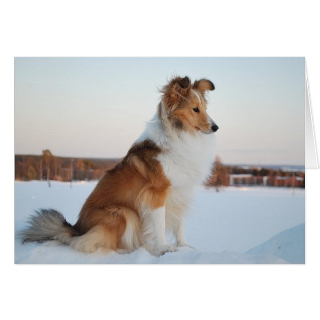 Shetland sheepdog paper product (Voorkant Horizontaal)