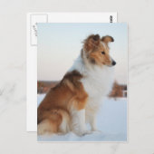 Shetland sheepdog-papierproduct briefkaart (Voorkant / Achterkant)