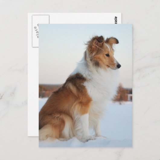 Shetland sheepdog-papierproduct briefkaart (Voorkant / Achterkant)