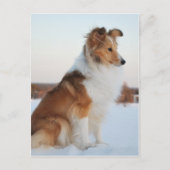 Shetland sheepdog-papierproduct briefkaart (Voorkant)