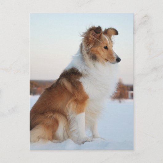 Shetland sheepdog-papierproduct briefkaart (Voorkant)