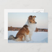 Shetland sheepdog-papierproduct briefkaart (Voorkant / Achterkant)