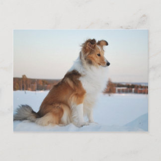 Shetland sheepdog-papierproduct briefkaart