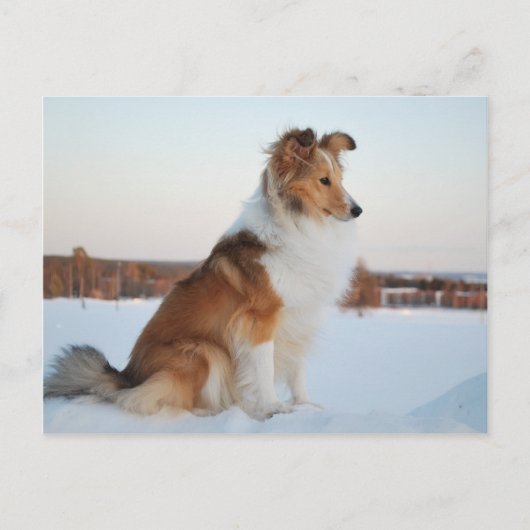 Shetland sheepdog-papierproduct briefkaart (Voorkant)