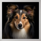 Shetland Sheepdog Poster (Voorkant)