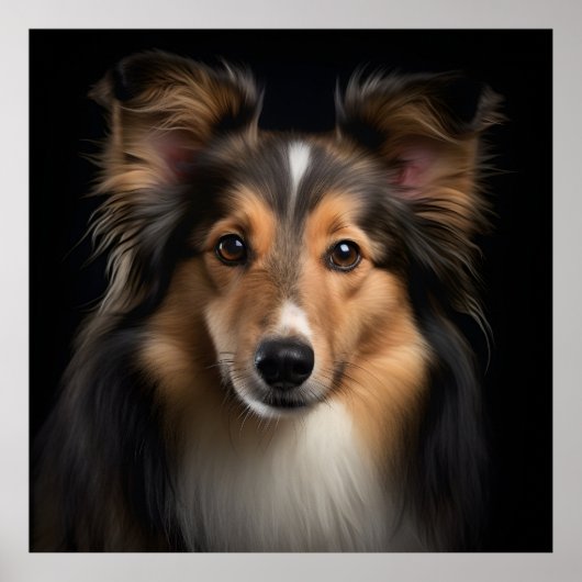 Shetland Sheepdog Poster (Voorkant)