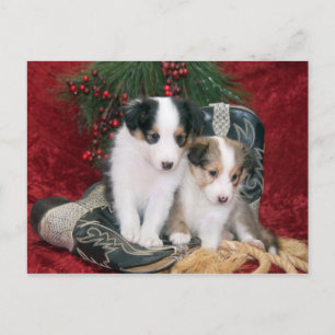 Shetland Sheepdog Puppies Feestdagenkaart