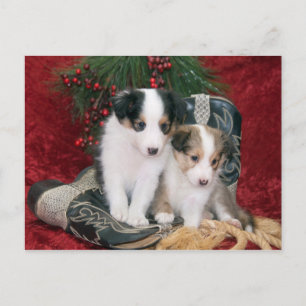 Shetland Sheepdog Puppies Feestdagenkaart