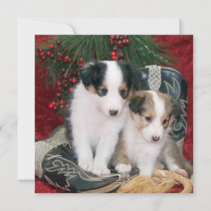Shetland Sheepdog Puppies Feestdagenkaart