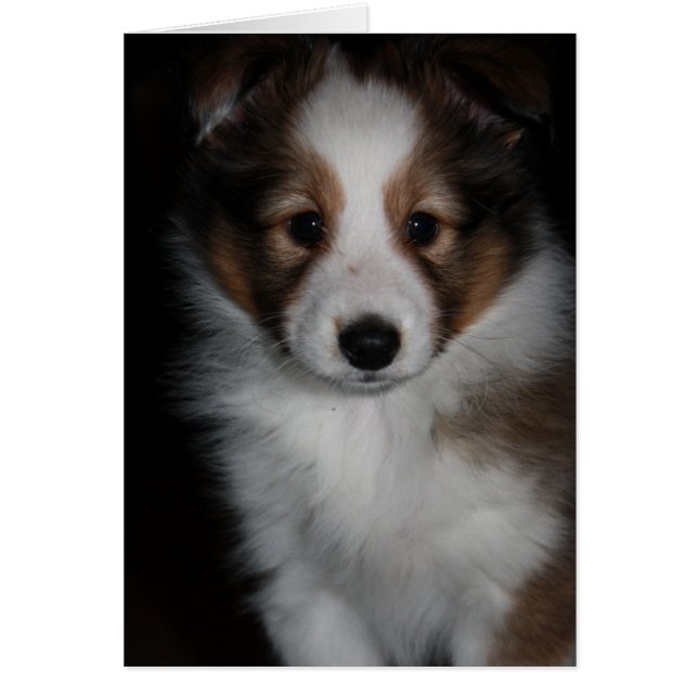 Shetland Sheepdog Puppy (Voorkant)