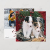 Shetland Sheepdog Puppy's met vakantie Feestdagenkaart (Voorkant / Achterkant)