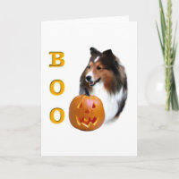 Shetland Sheepdog (sable) Boo