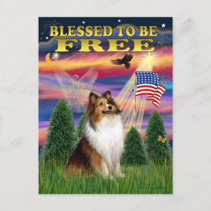 Shetland Sheepdog (sable en wit) Briefkaart