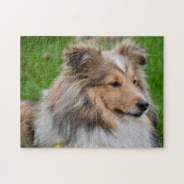 Shetland Sheepdog - Sheltie Dog Legpuzzel